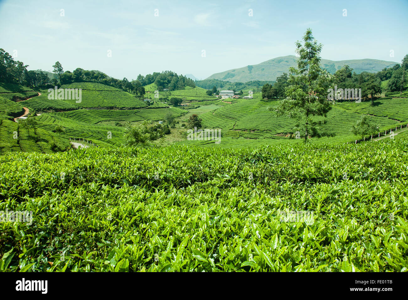Landschaft, Teeplantage, Kerala Landschaft, Natur, Tee-Tal, erfrischenden Landschaften Stockfoto