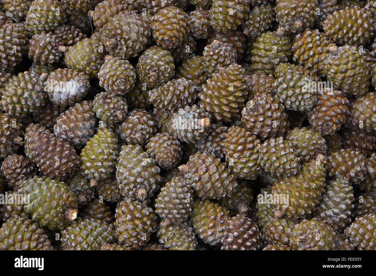 Nahaufnahme von einem Haufen von großer Tannenzapfen Stockfoto