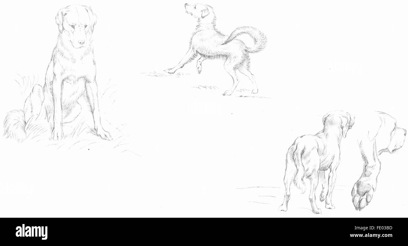 Hunde: Beispiel 1-Landseer, antike print c1880 Stockfoto