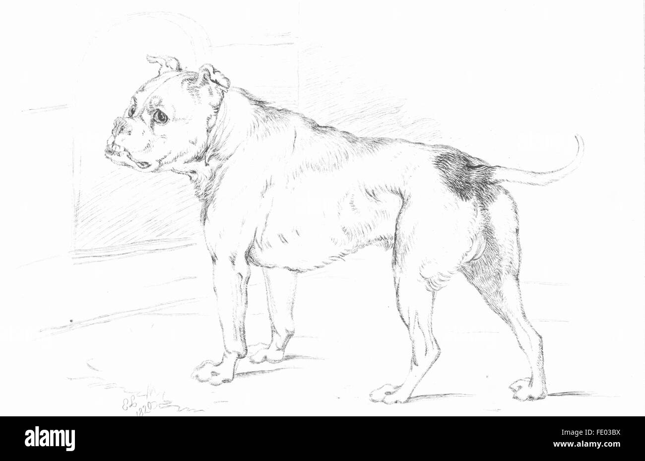 Hunde: Beispiel 3-Landseer, antike print c1880 Stockfoto