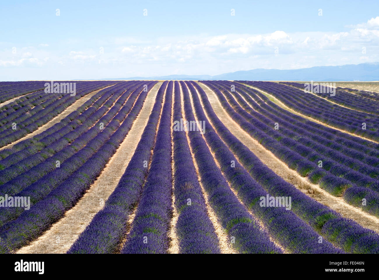 Lavendel Feld in Valensole, Frankreich Stockfoto