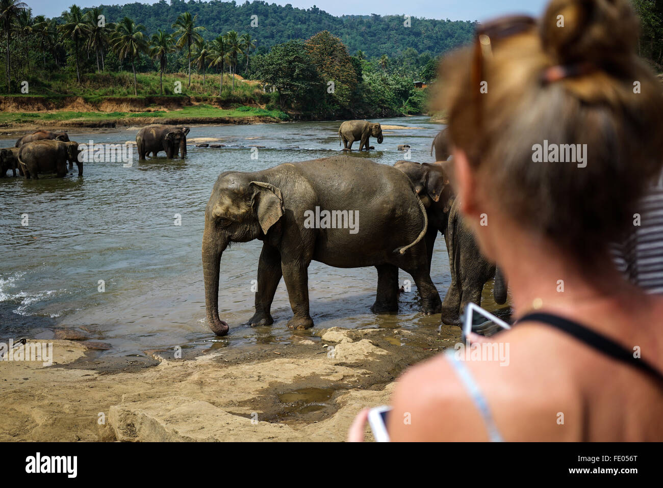 Elefant-Handler in Pinnawala Elephant Orphanage Stockfoto