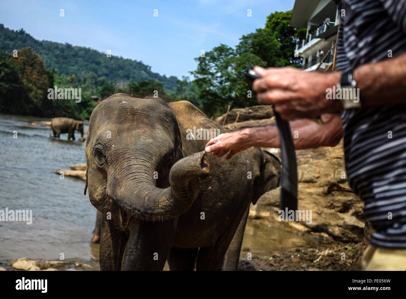 Elefant-Handler in Pinnawala Elephant Orphanage Stockfoto