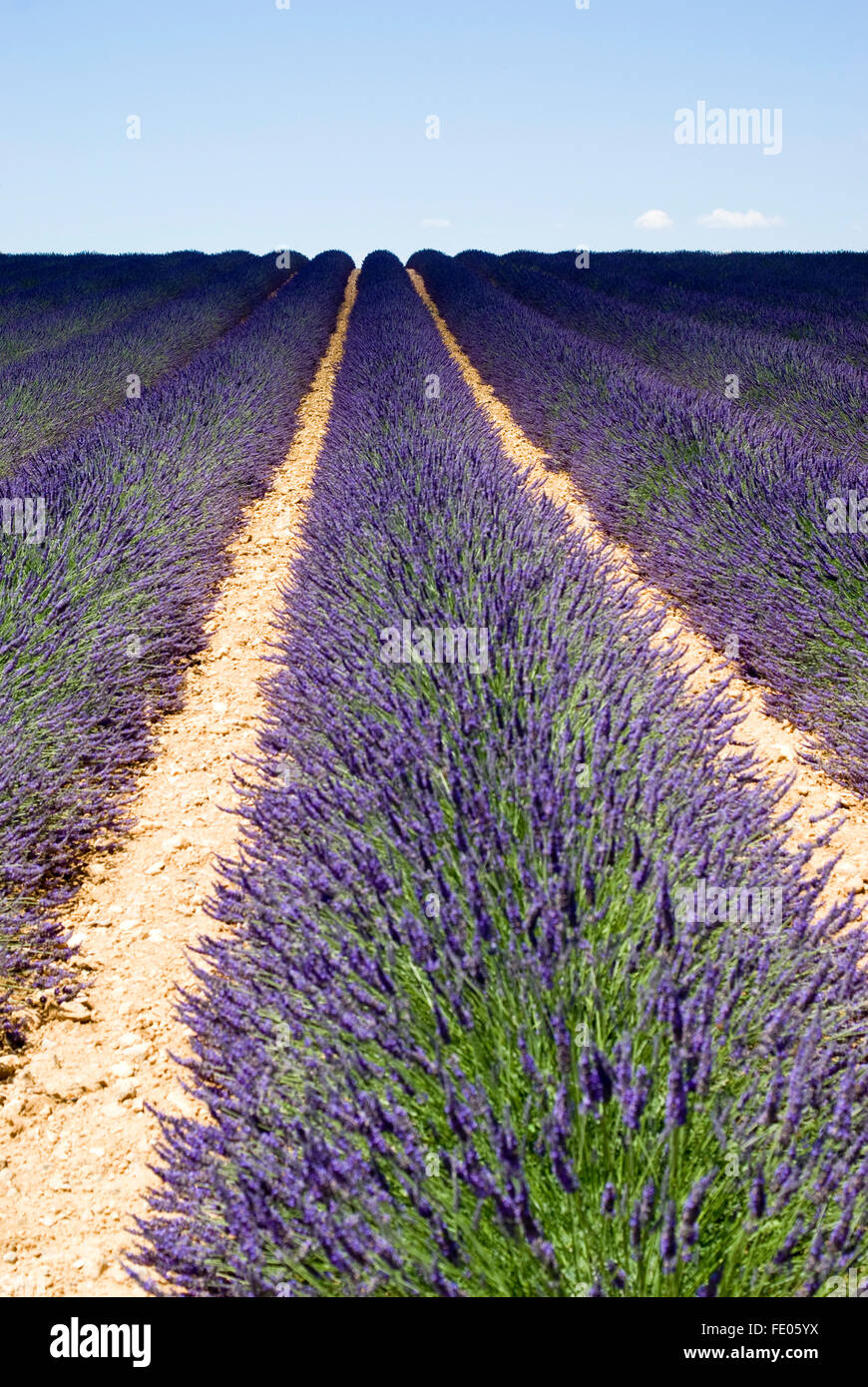 Lavendel Feld in Valensole, Frankreich Stockfoto