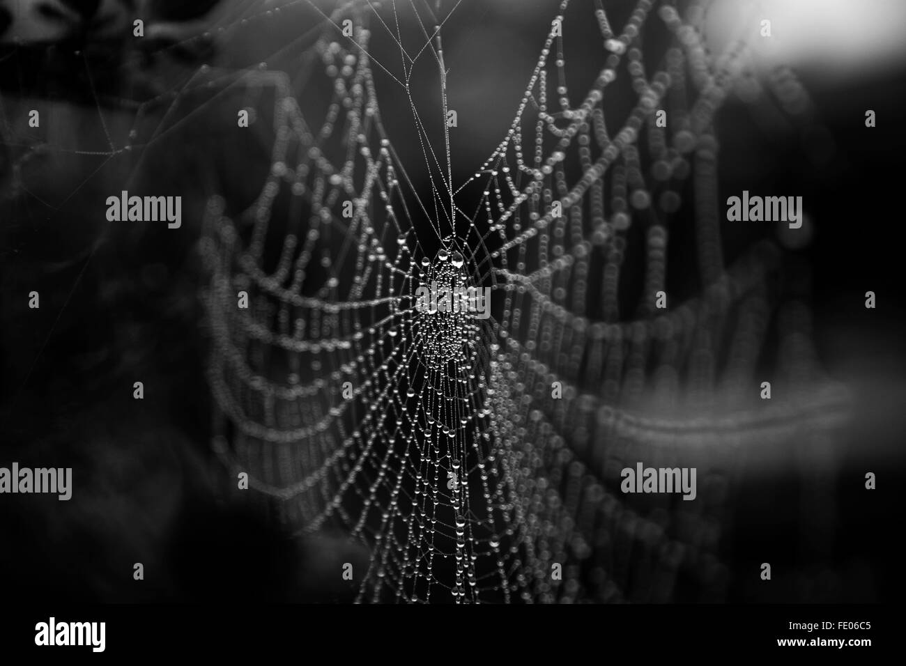 Tautropfen auf einem Spinnennetz im Winter Morgennebel Stockfoto