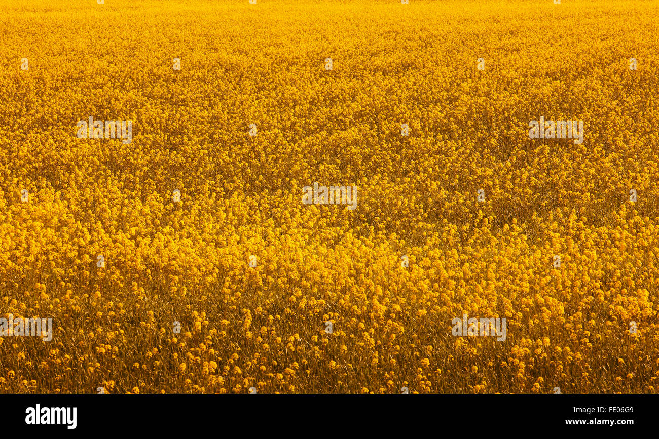 Island. Blumen und Feld. Warme Töne. Horizontale. Stockfoto