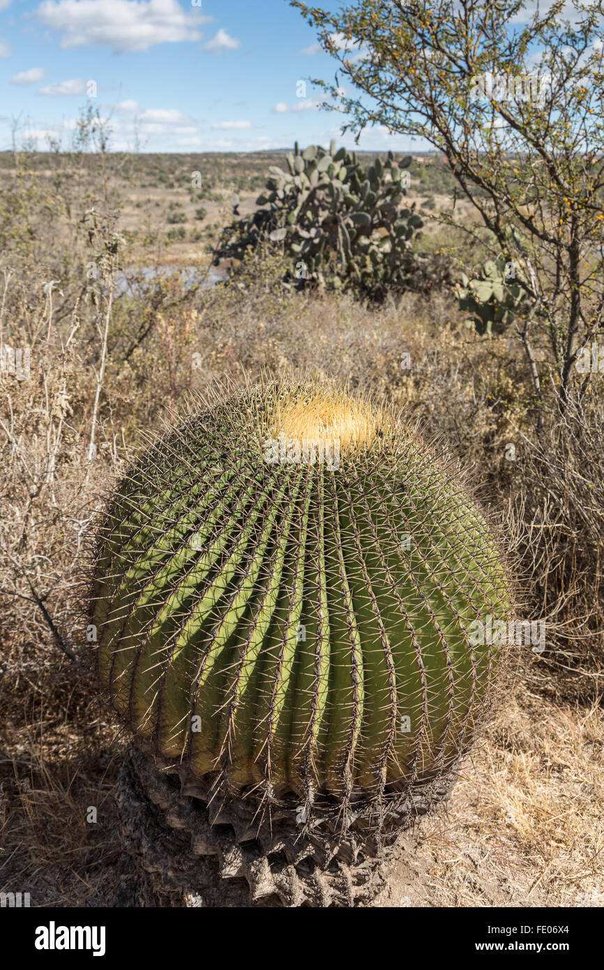 El jardin de kaktus Fotos und Bildmaterial in hoher Auflösung Alamy
