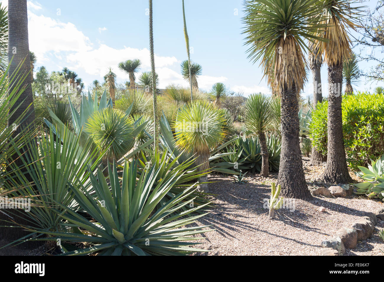 Kakteen und Yucca Pflanzen wachsen in der El Charco del Ingenio