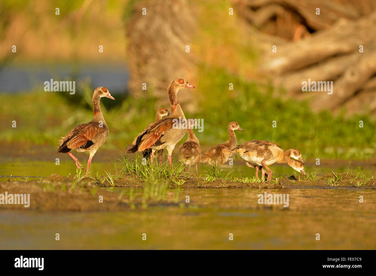 Nilgans (Alopochen Aegyptiaca) Familiengruppe mit zwei Erwachsenen und vier Küken füttern am Ufer des Kafue River, Sambia, Stockfoto