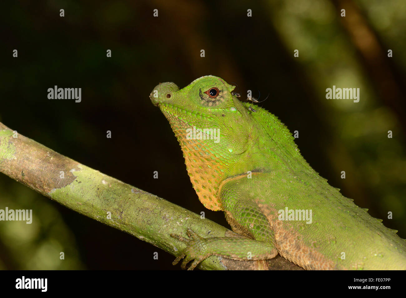 Buckel Schnauze oder Nase Buckel Eidechse (Lyriocephalus Scutatus) Porträt, Sinharaja Forest Reserve, Sri Lanka, März Stockfoto