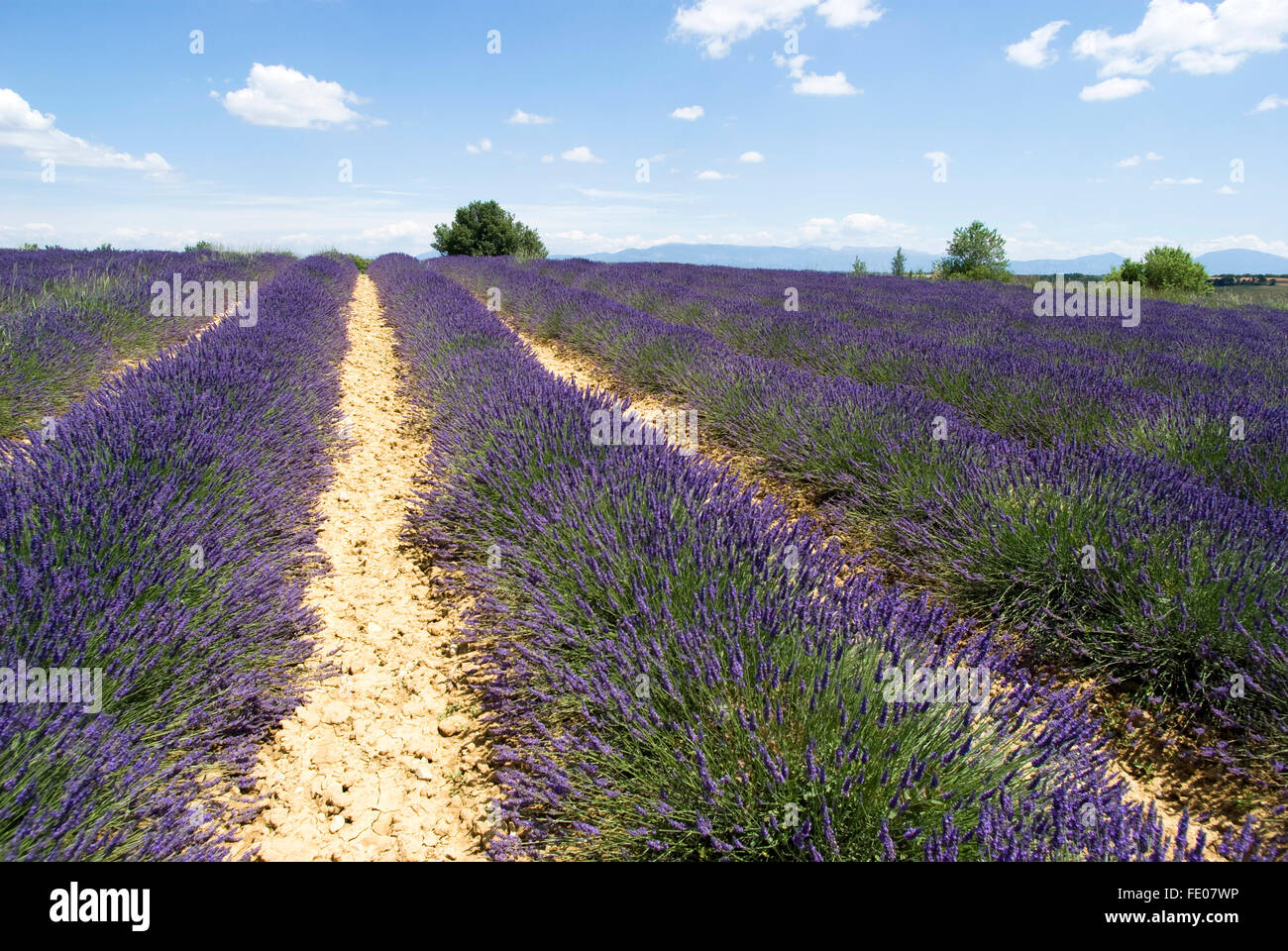 Plateau von Valensole in der Provence, Süd-Ost-Frankreich Stockfoto