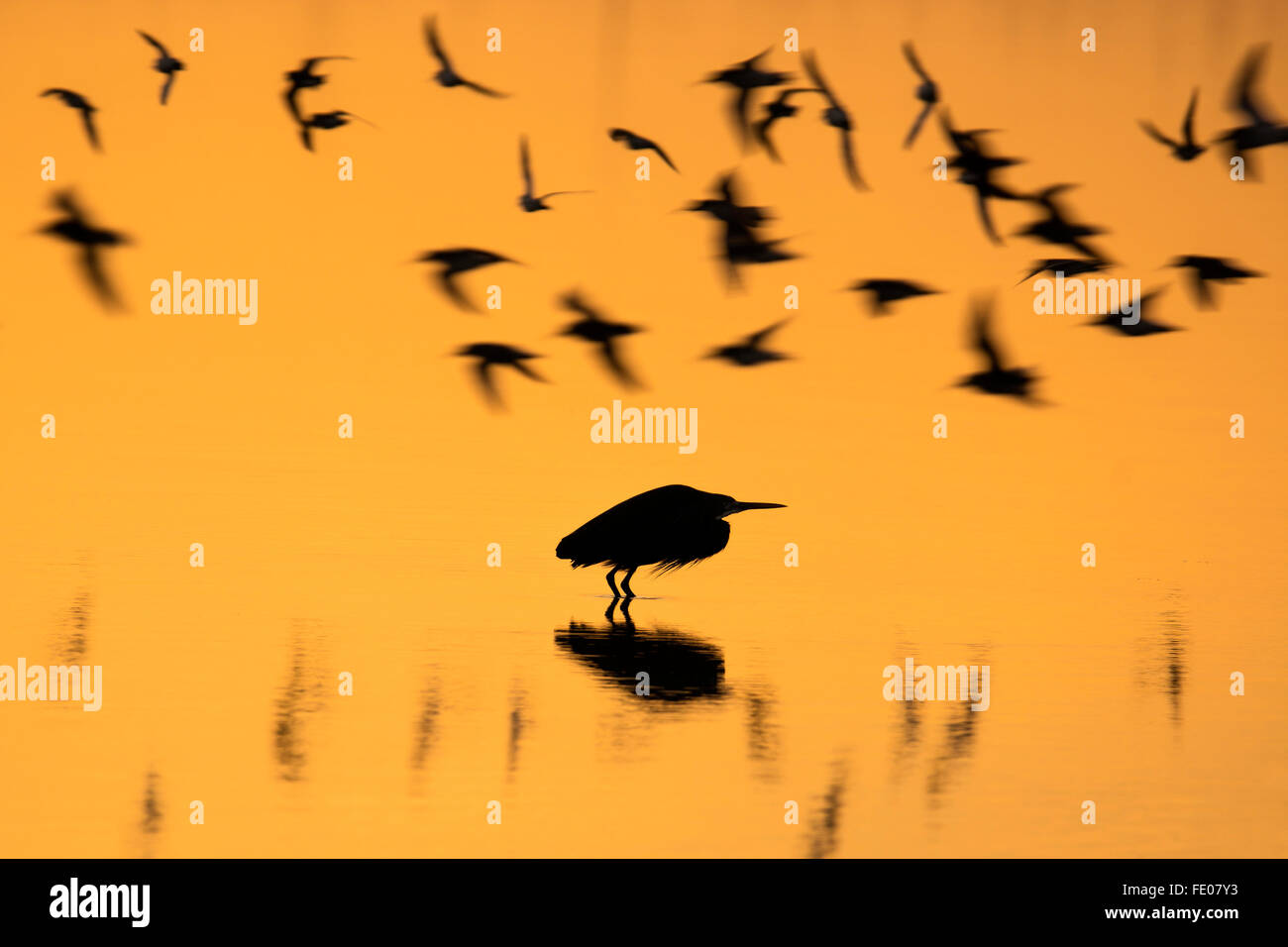 Silhouette, die schwarzen Schatten fliegen Zugvögel Natur auf gelbe