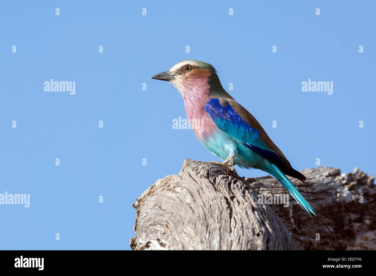 Lila Breasted Roller wilden bunten Vogel stehend auf einem Holz Baum in Sambia, Afrika auf blauen Himmelshintergrund isoliert Stockfoto