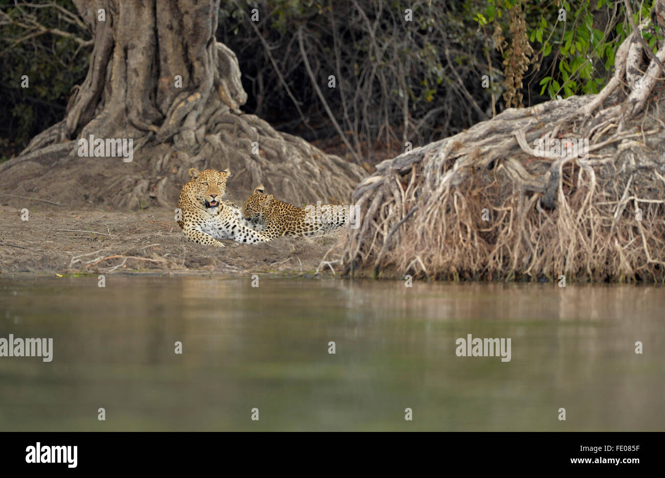 Afrikanischer Leopard (Panthera Pardus) Erwachsenfrau liegend mit Cub Spanferkel, Kafue Nationalpark, Sambia, November Stockfoto