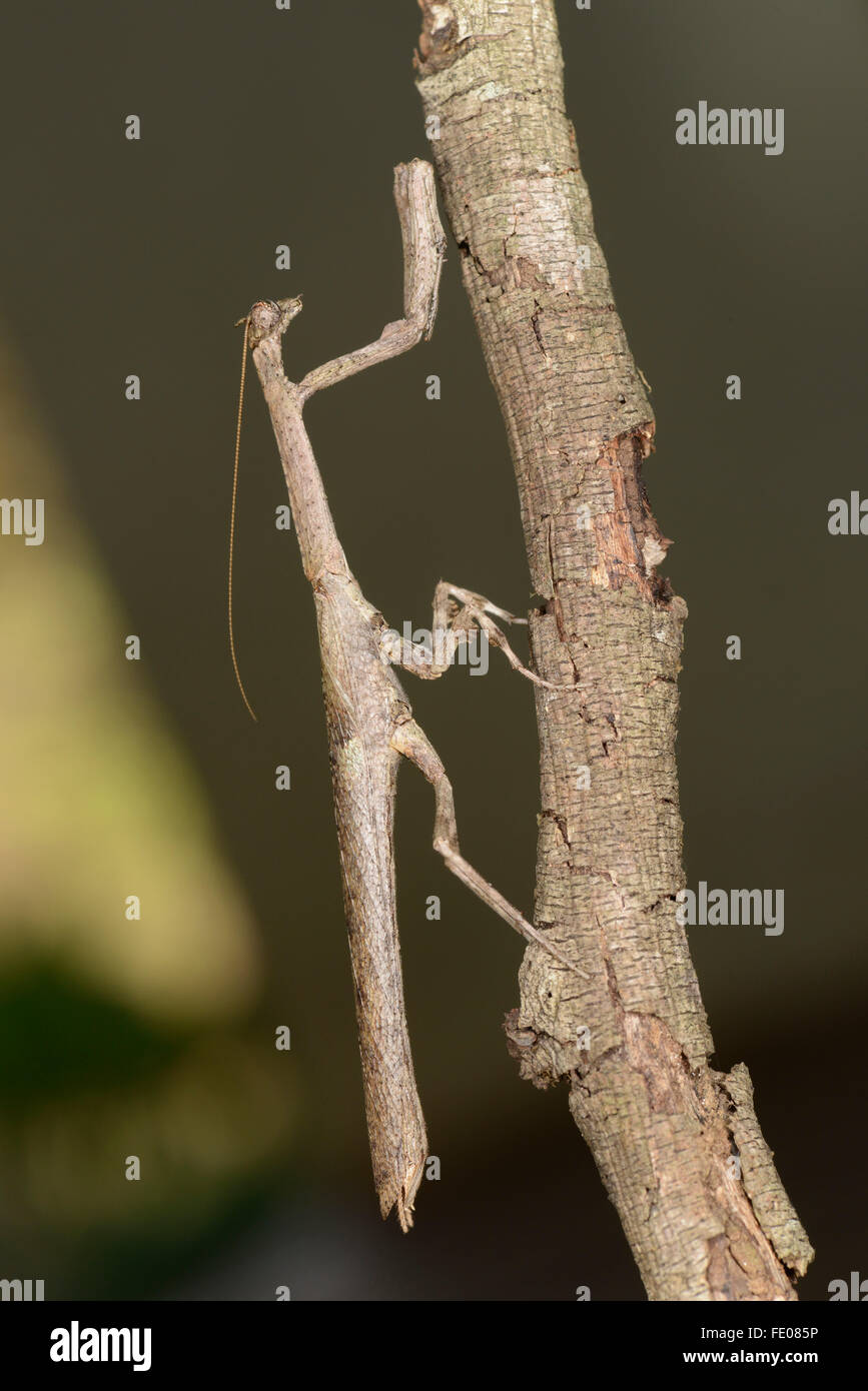 Stick Mantis, Lusaka, Sambia, November Stockfoto