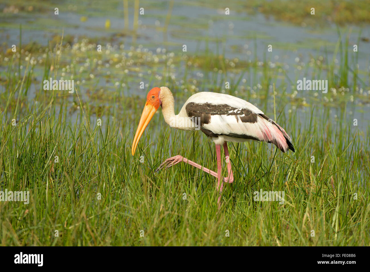 Malte Stork (Mycteria Leucocephala) zu Fuß langes Gras, Yala-Nationalpark, Sri Lanka, März Stockfoto