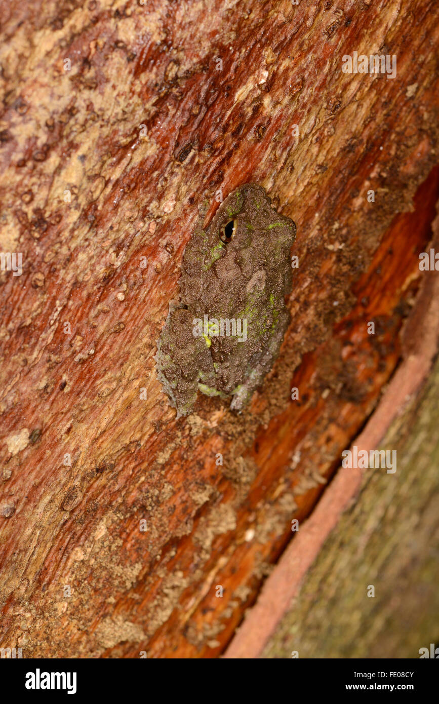 Tuberkel Strauch Frosch (Philautus Cavirostris) ruht auf Baumstamm, Sinharaja Forest Reserve, Sri Lanka, März Stockfoto