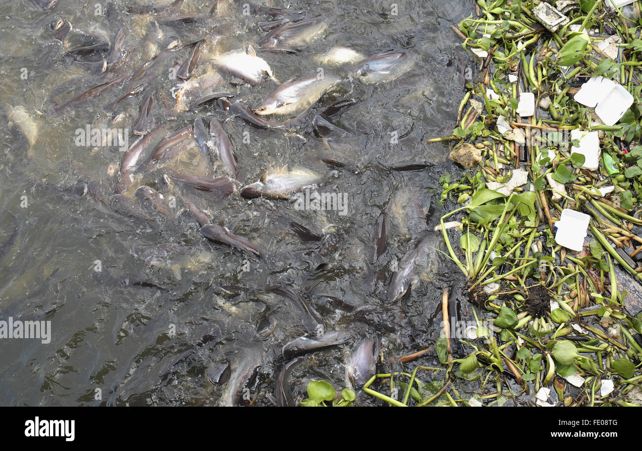 Fisch in einem Feeding Frenzy auf Brot, Chaophraya River, Bangkok, Thailand, Asien. Stockfoto