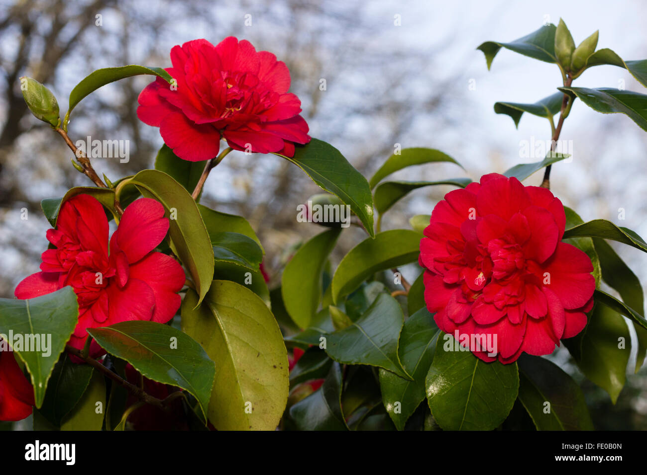 Februar Blüten der Pfingstrose zentriert rote Camellia Japonica 'Chandlerii' Stockfoto