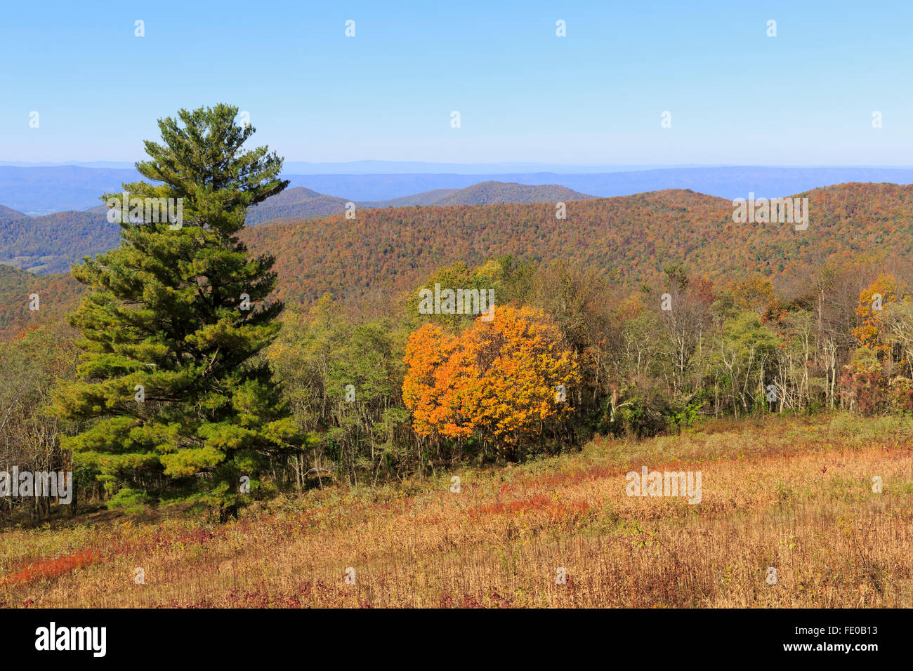 Hazeltop Ridge übersehen, Skyline Drive, Shenandoah-Nationalpark, Virginia Stockfoto