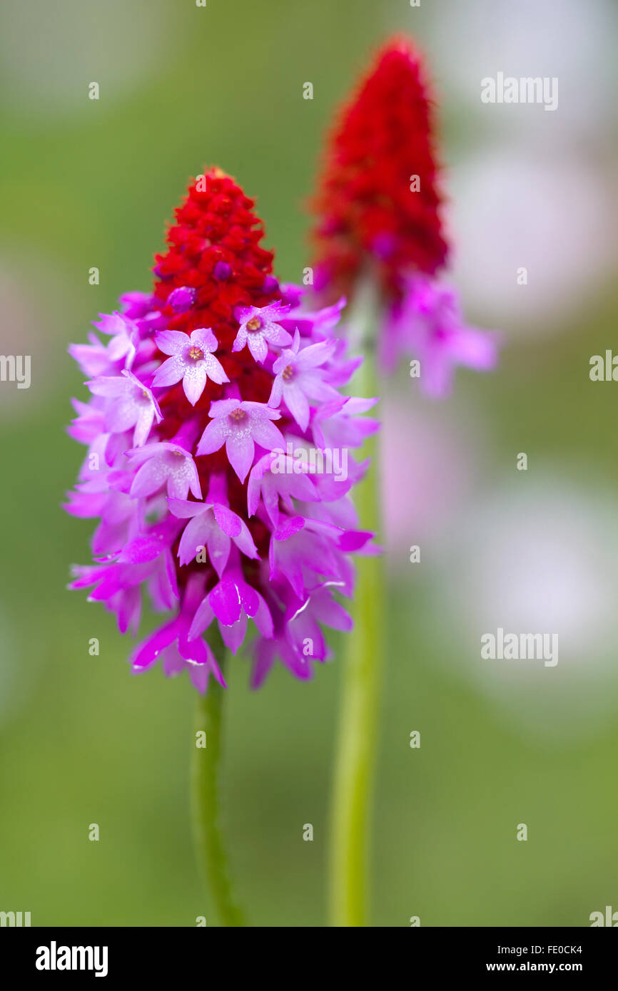 Primula Vialii Stockfoto