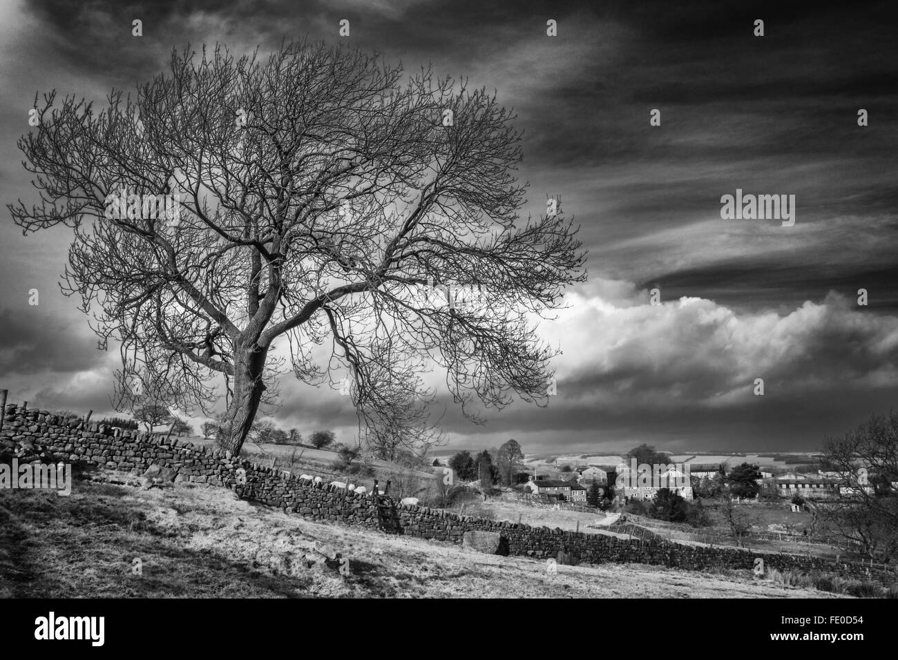 Auffallende Baum in der Sonne im Tal Wharfedale Burley in Wharfedale, Yorkshire, England, UK Stockfoto
