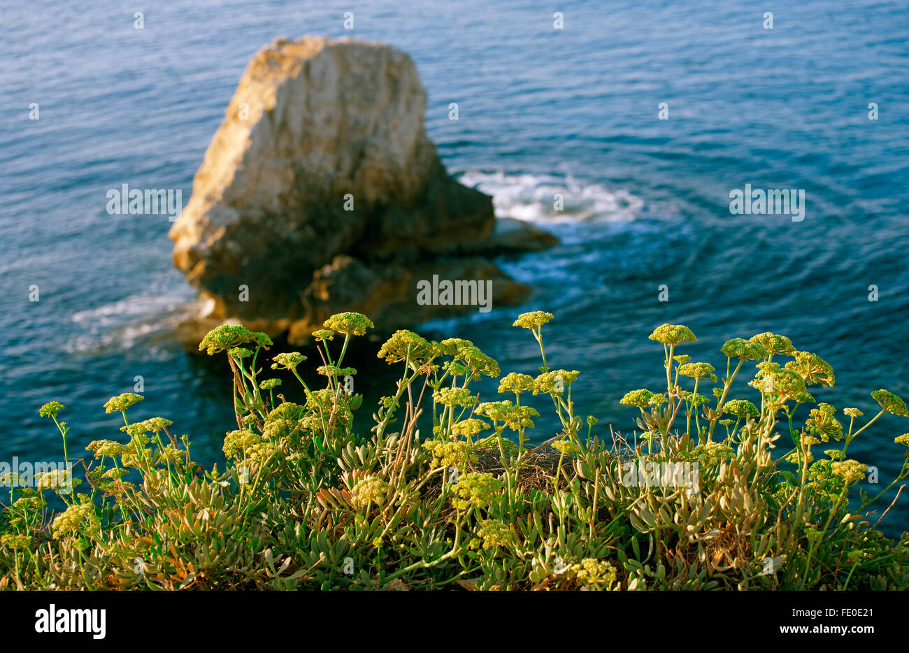 Pflanzen am Ufer des Meeres vor dem Hintergrund der Klippen Stockfoto
