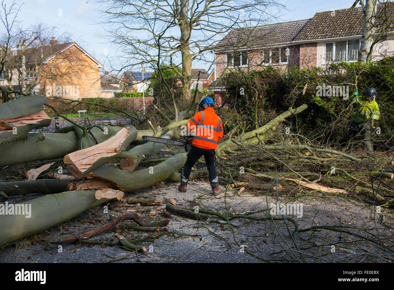 Auftragnehmer auf einen gefallenen Buche Baum in Haughton Lane, Shifnal, Shropshire, Großbritannien, wegen Sturm Henry Sägen. Stockfoto