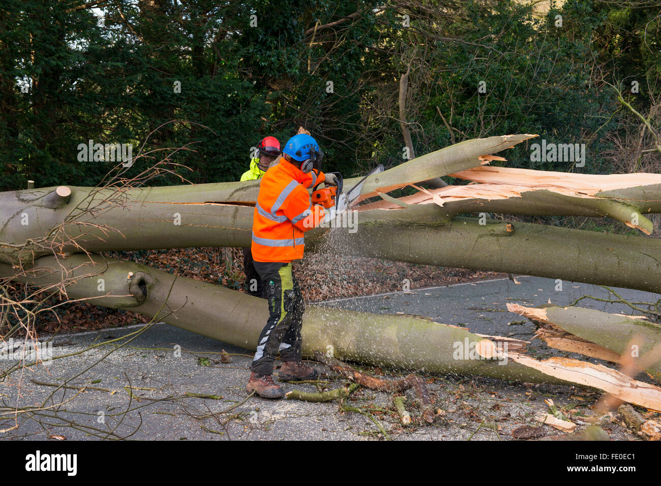 Auftragnehmer auf einen gefallenen Buche Baum in Haughton Lane, Shifnal, Shropshire, Großbritannien, wegen Sturm Henry Sägen. Stockfoto