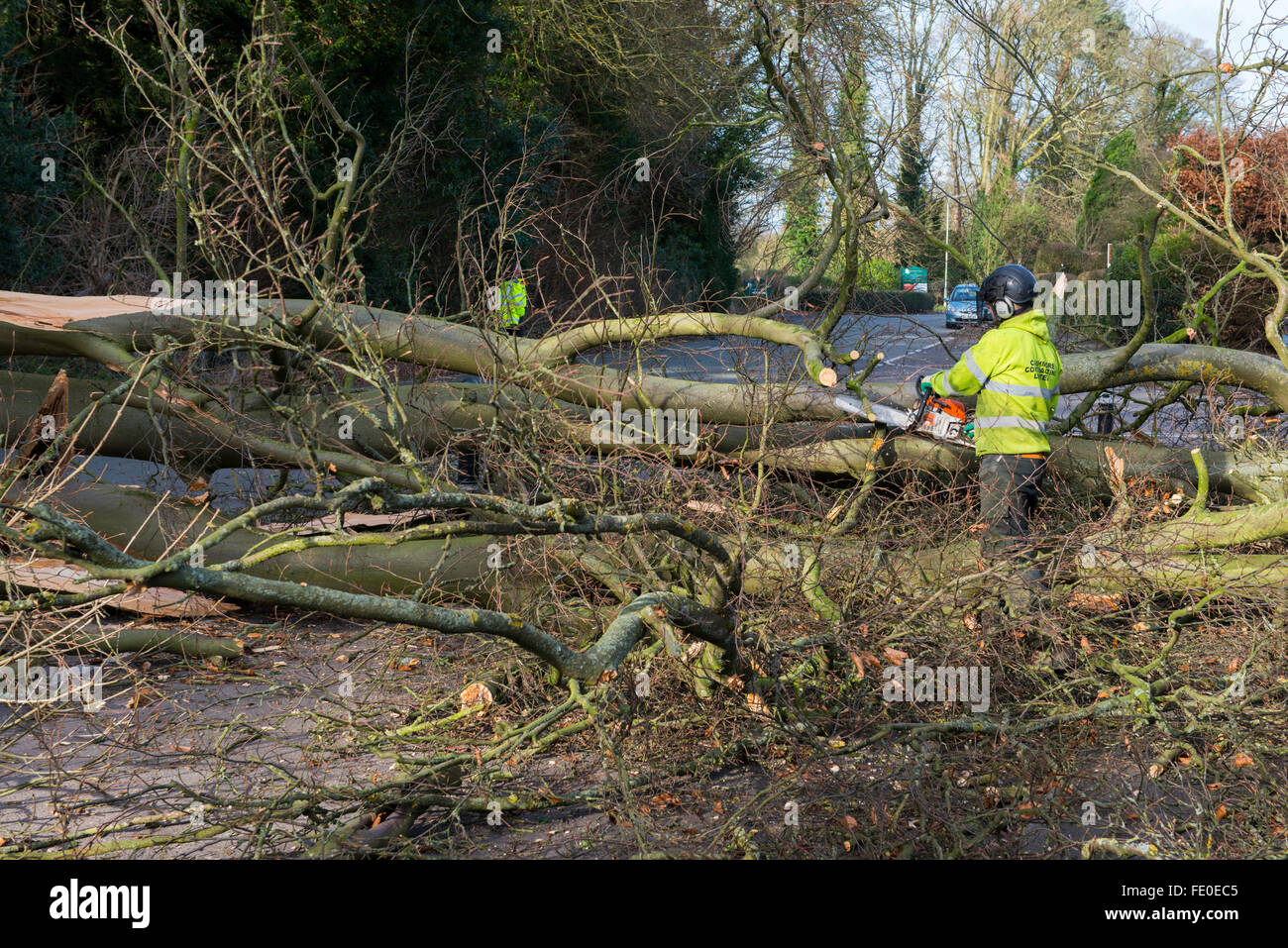 Auftragnehmer auf einen gefallenen Buche Baum in Haughton Lane, Shifnal, Shropshire, Großbritannien, wegen Sturm Henry Sägen. Stockfoto