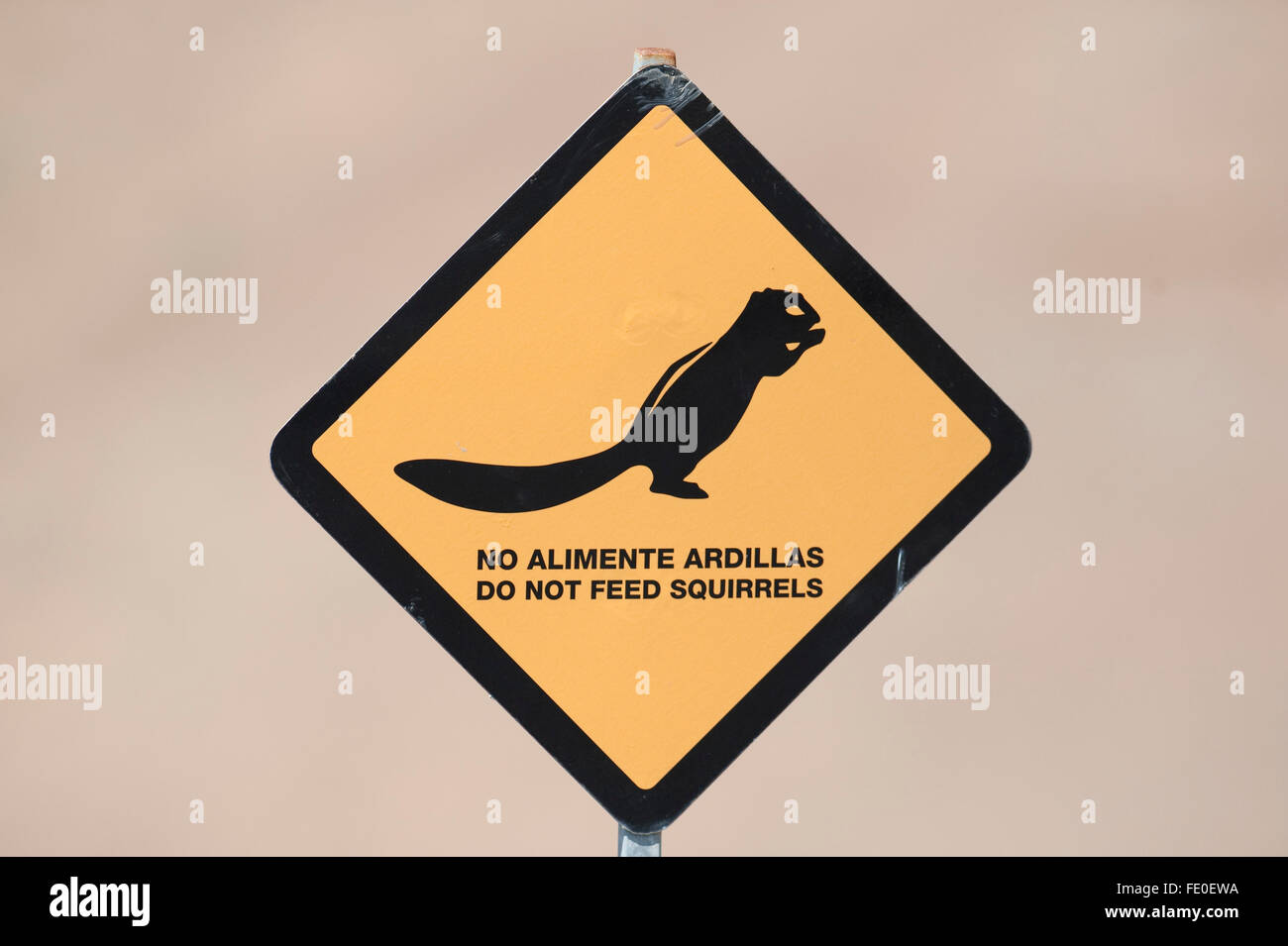 Melden Sie sich-nicht füttern Suirrels, Fuerteventura, Spanien Stockfoto