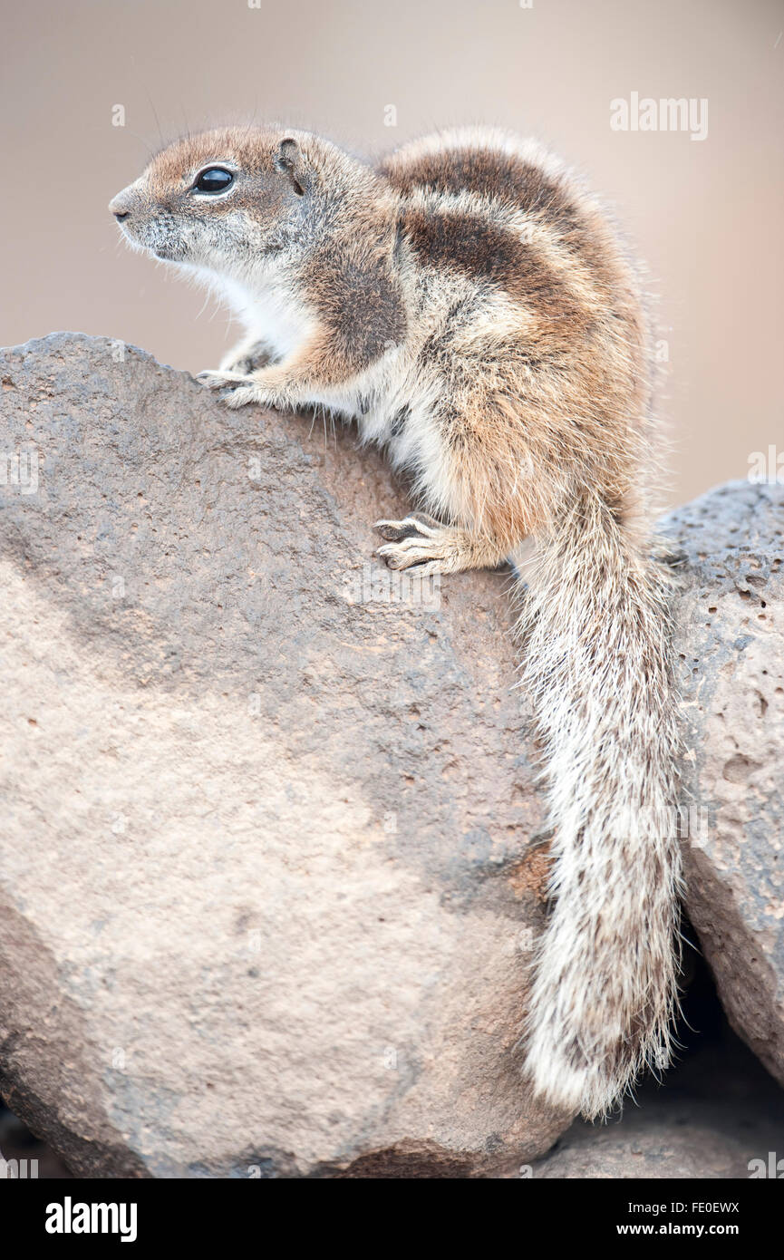 Barbary Boden Eichhörnchen, Fuerteventura, Kanarische Inseln Stockfoto