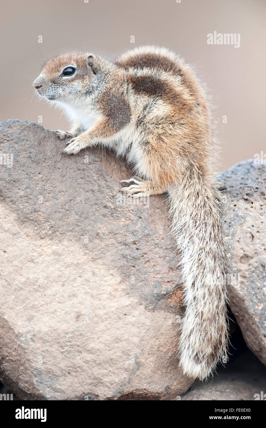 Barbary Boden Eichhörnchen, Fuerteventura, Kanarische Inseln Stockfoto