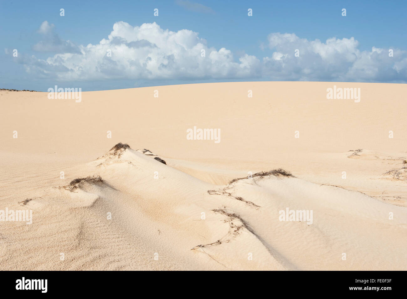 Dünen-Nationalpark Corralejo, Fuerteventura, Spanien Stockfoto
