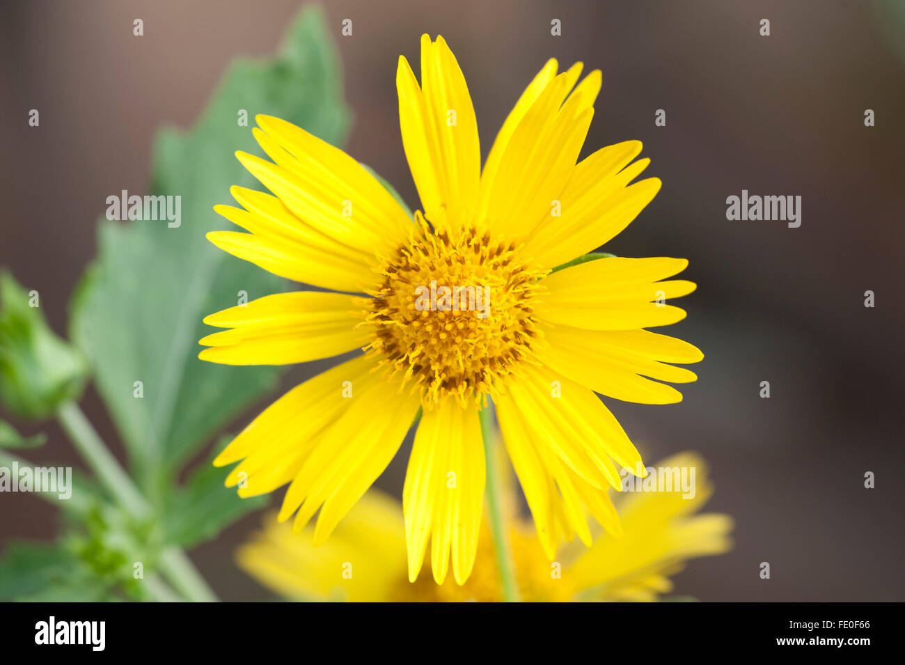 Gelbe Blume, Marokko Stockfoto