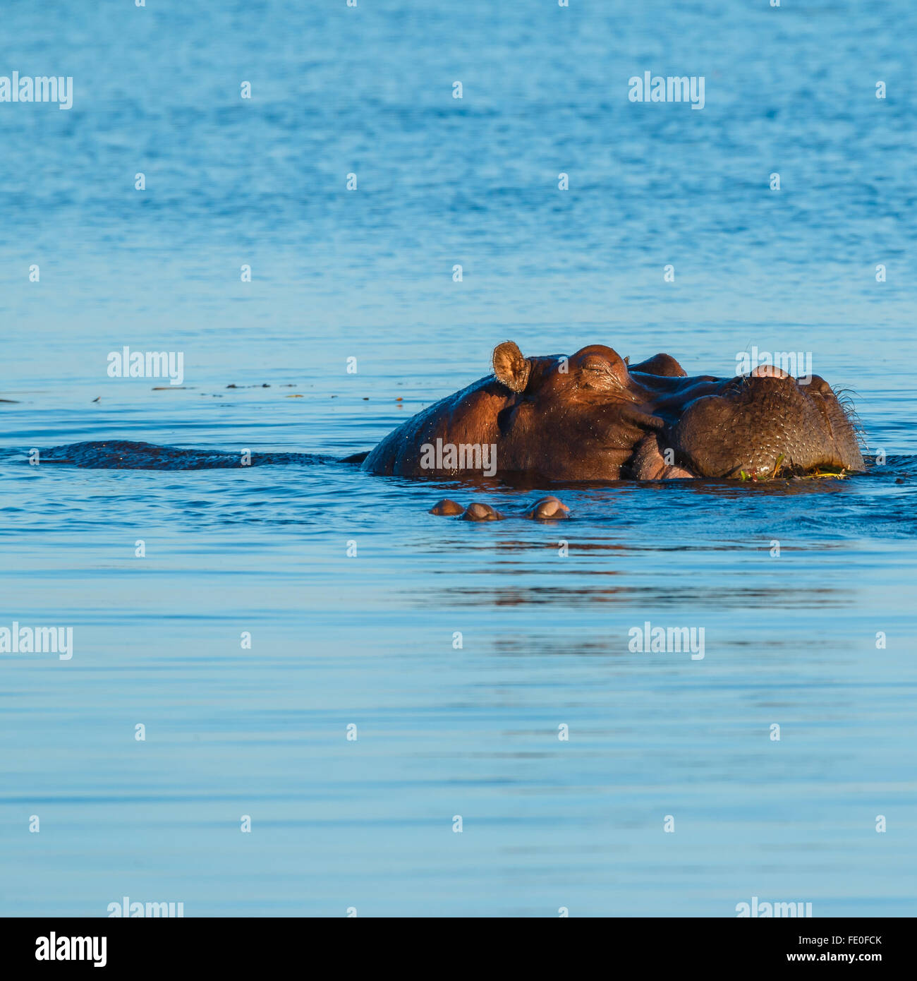 Nahaufnahme von Hippo im Fluss bei Sonnenuntergang gleichzeitig Essen und schlafen. Chobe, Botswana, Afrika. Stockfoto