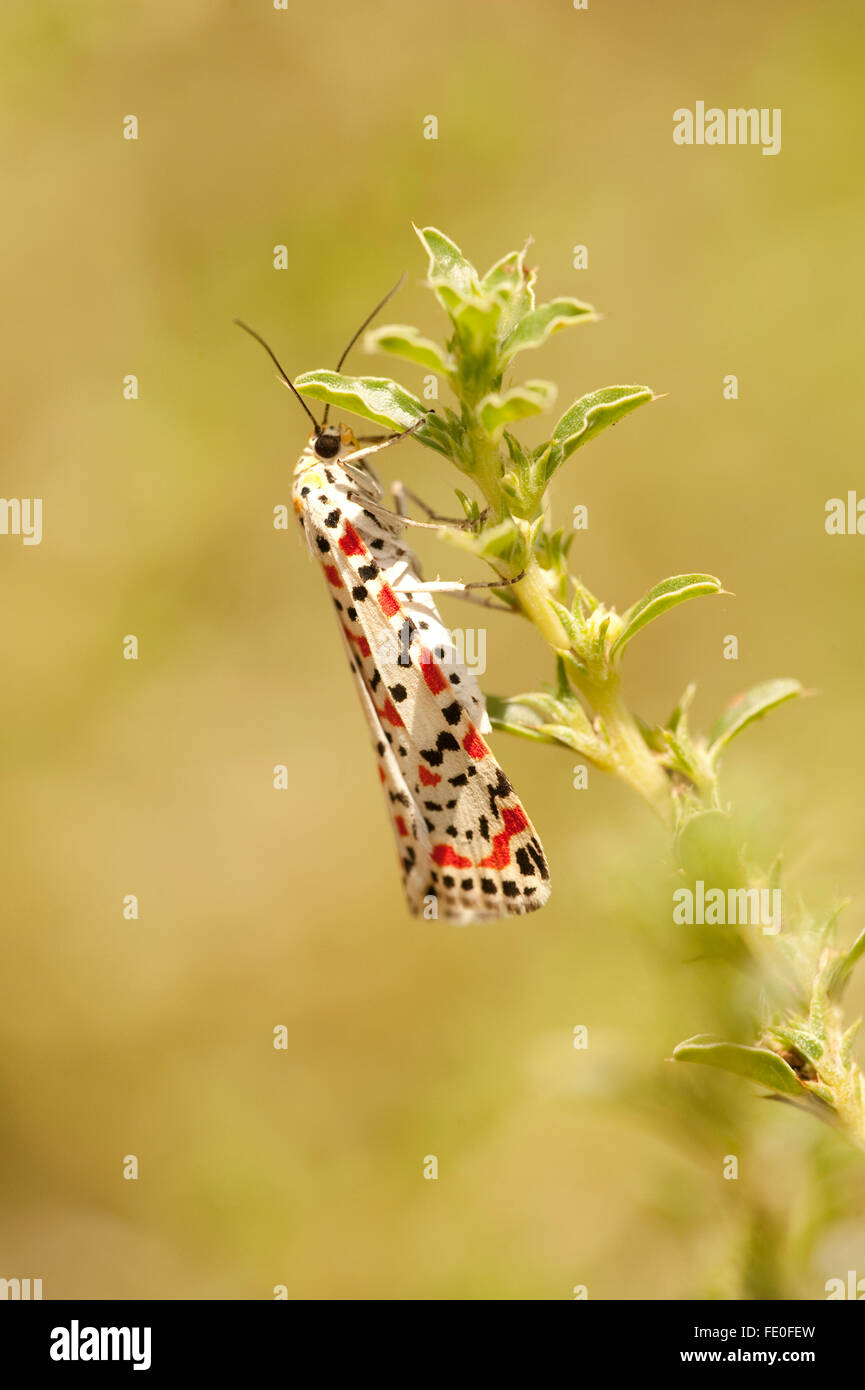 Crimson Speckled Moth, Utetheisa Pulchella, Marokko Stockfoto