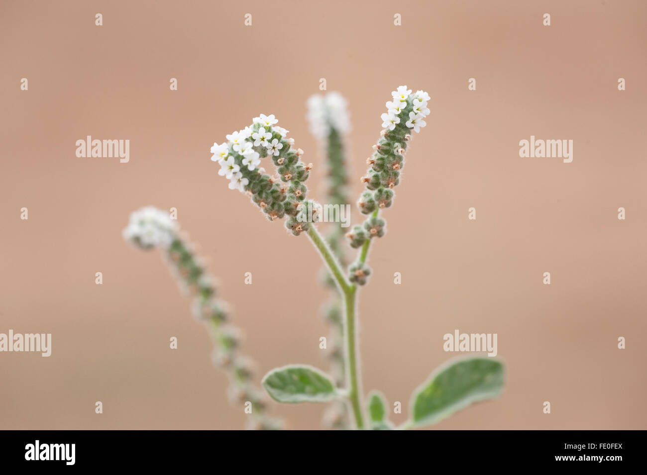 Weiße Blüten, Marokko Stockfoto