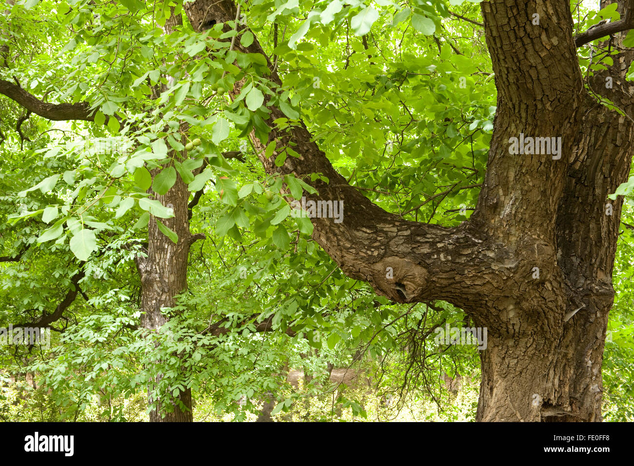 Walnuss Baum Juglans SP., Marokko Stockfoto