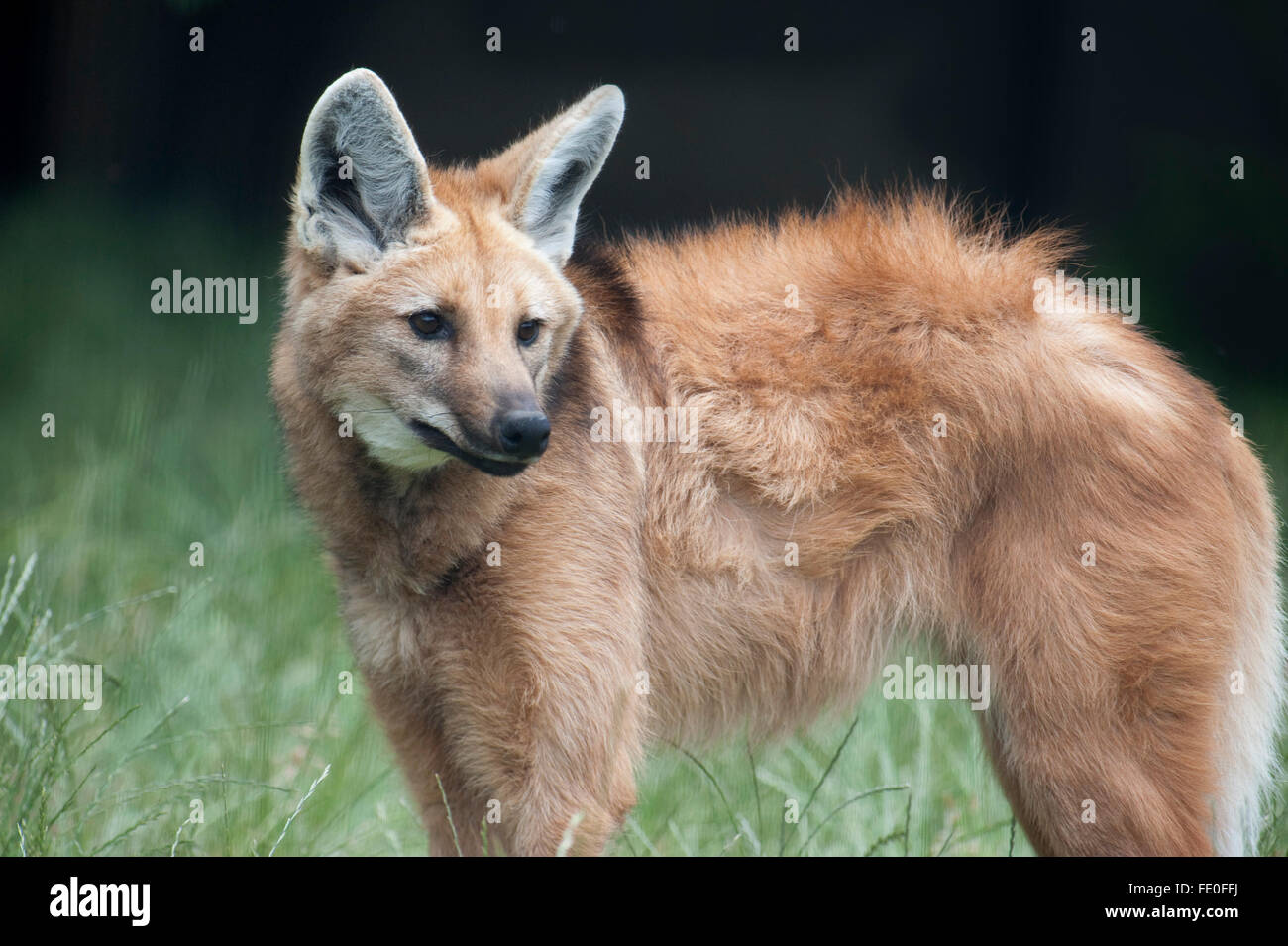 Mähnenwolf Chrysocyon Brachyurus, Südamerika Stockfoto