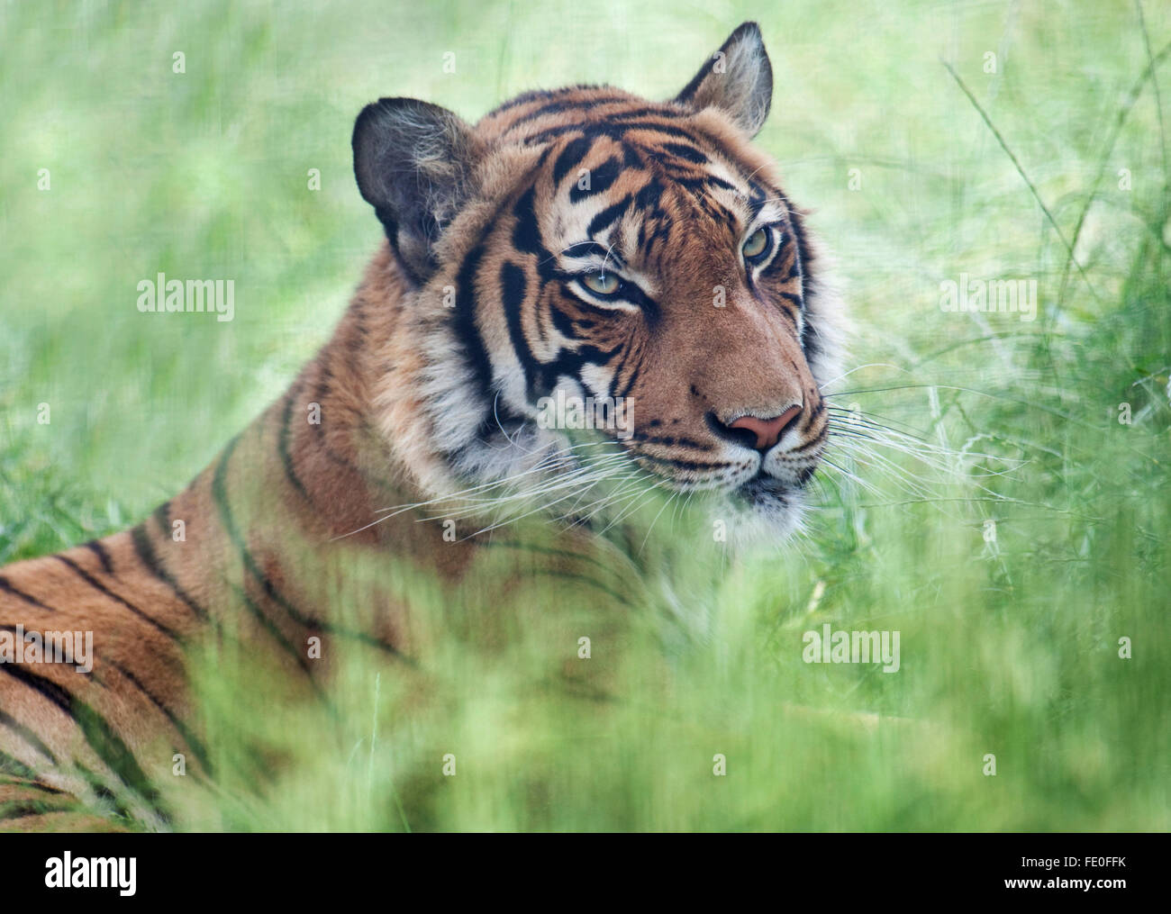 Malayischen Tiger, Panthera Tigris Jacksoni, Stockfoto