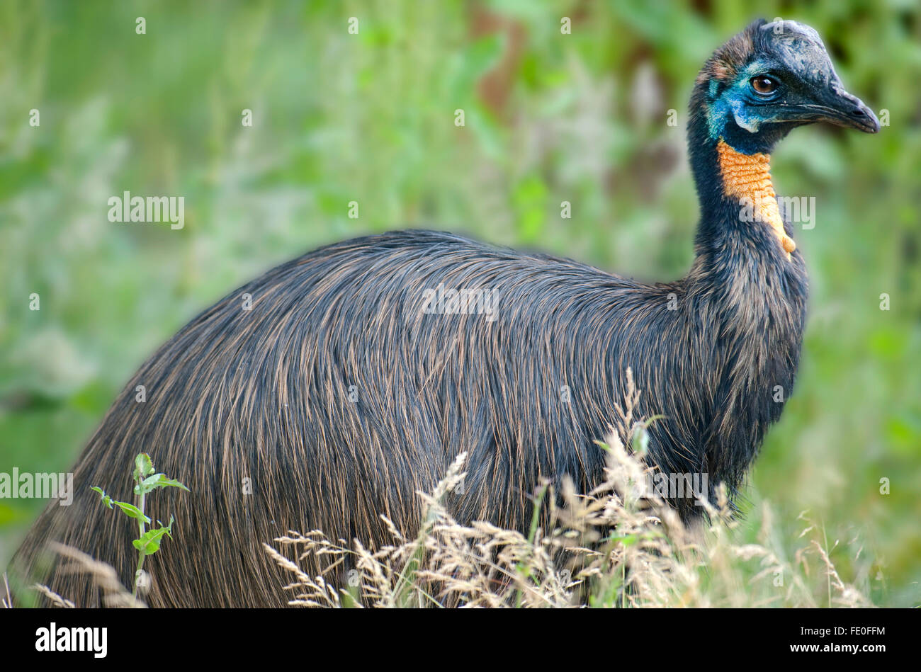 Goldene Necked nördlichen Kasuar, Casuarius Unappendiculatus Aurantiaca, Stockfoto