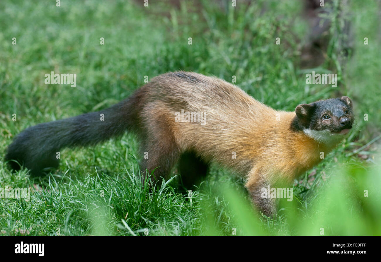 Gelb-throated Marder Martes Flavigula, Süd-Ost-Asien, Stockfoto