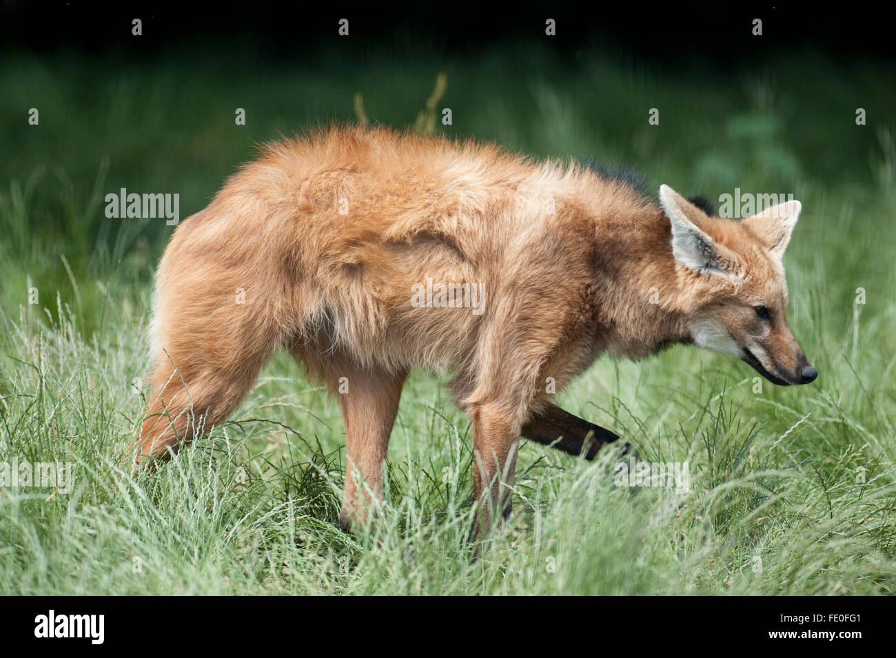 Mähnenwolf Chrysocyon Brachyurus, Südamerika Stockfoto