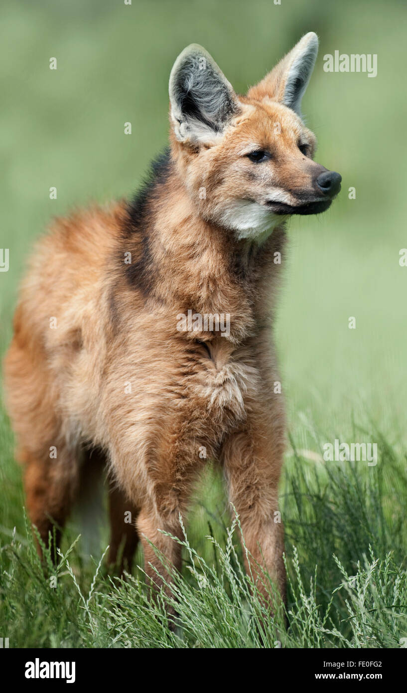 Mähnenwolf Chrysocyon Brachyurus, Südamerika Stockfoto