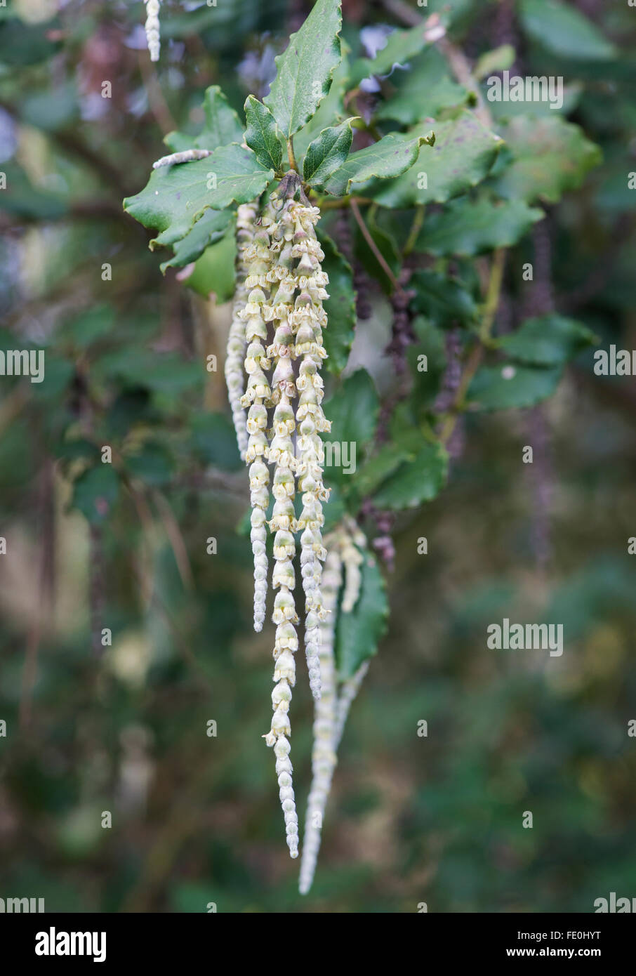 Garrya Elliptica "James Roof". Seiden Quaste "James Roof" Kätzchen Stockfoto