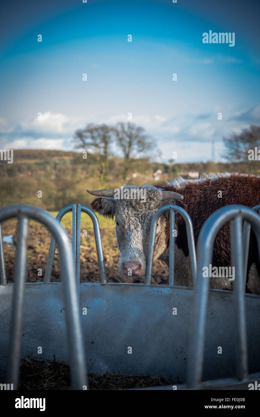 Eine gehörnte Kuh in einem schlammigen Feld auf einem Bauernhof Stockfoto