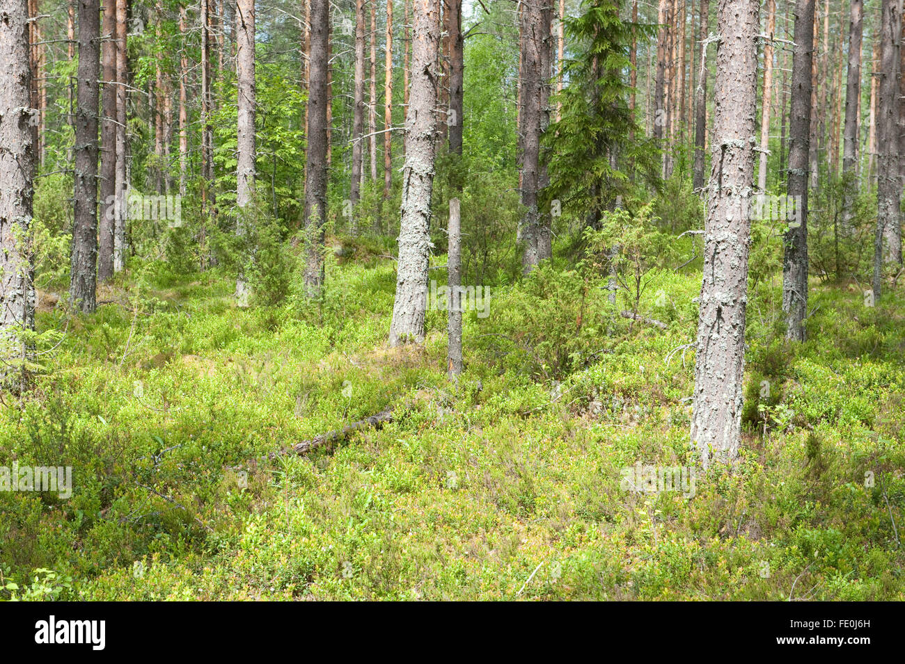 Pinienwald, Nationalpark Hiidenportti, Finnland Stockfoto