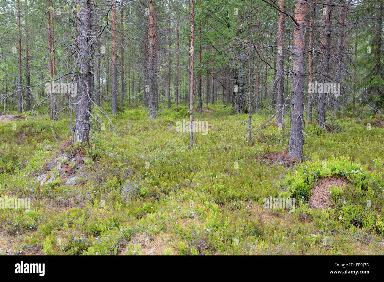 Kiefer-Wald, Kuhmo, Finnland Stockfoto