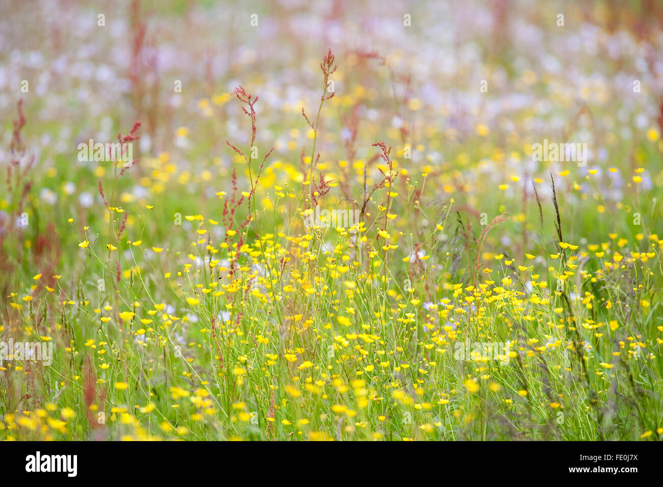 Wildblumenwiese, Lentiira, Finnland Stockfoto